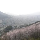@ 부산 도심 한복판에 숨겨진 상큼한 뒷산, 봄꽃 명소로도 유명한 ~~ 배산 (배산성터, 진달래밭, 벚꽃 숲길) 이미지