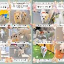 멜리애견유치원 이미지