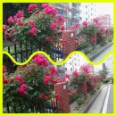 동남아파트 이미지