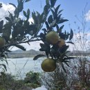 멜로브 | 오션뷰 고성카페 멜로브 톳파스타