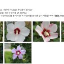 가까운무궁화