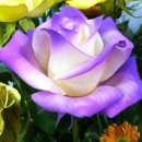 형제광택 이미지