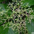 층층나무(Cornus controversa) 이미지