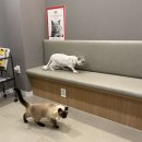 24시 로운동물의료센터 이미지