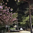 삼척 검봉산 자연휴양림 야영데크 후기