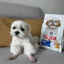 고든펫 | 반려견사료 추천, 8세 말티즈 노견이 2개월 먹어본 힐스 시니어 사료 찐 후기