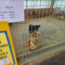 강릉아기동물농장 이미지