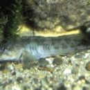 유화(주간) 이미지