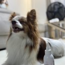 배트독 | [내돈내산]심플리독 강아지 귀세정제 실제 사용 후기 리뷰