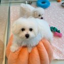 중리 더펫 동물병원 | 대전강아지 추천 더펫 중리점 후기 200평 규모에 70마리 보고 깜짝 놀란 썰