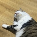 그루밍:담 이미지