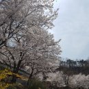 이야기,꽃 이미지