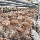 옥천 송고버섯 재배 이미지