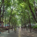 느티나무길 이미지