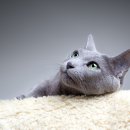 신천동물병원 이미지