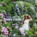 (주)개화 | 부산 태종대 수국 축제 기간, 올해 개화 상황, 방문 팁