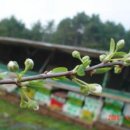 큰나무농장 이미지