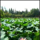 벽진수퍼 | 전주 덕진공원 후기. 연꽃 장관.