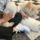 청주유기동물입양지원센터 개가 꿈꾸는 세상 이미지