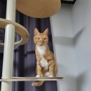신속묘 | 고양이 합사 방법과 성공 후기(+아기 고양이 슈슈의 폭풍 성장 과정)