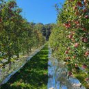 청강농원 이미지