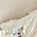 다래애