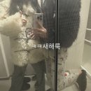 양산중앙중학교 | 엘 프사이 콩그루