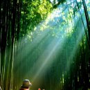 온사랑펫 이미지