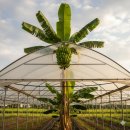 송이농장(2) | [제주 아이와 가볼만한 곳] 바나나 농장 이색 체험! 스위트 몽키