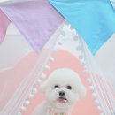 스타애견샵 이미지