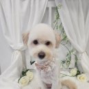 화려하개 이미지