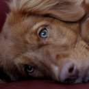 사직동물의료센터 이미지