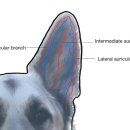 24시김승현외과동물메디컬센터 이미지