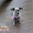 패밀리애견 이미지