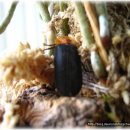 반딧불이 이미지