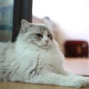 랙돌캐터리올리비아 이미지