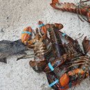 왜관ic실내바다낚시터 이미지