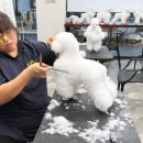 애견미용사 3급 자격증 과정 1 이미지