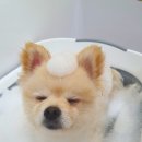 안다 펫살롱 이미지