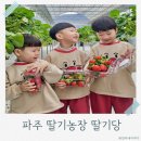 신상농장 | 파주 신상 딸기농장은 여기! 아이랑 다녀온 파주 딸기당
