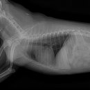 이솜 동물병원 이미지