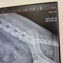이레동물약국 | [🏥] 강아지 요로결석 수술 후기&amp;동물병원 입원비&amp;수술비용