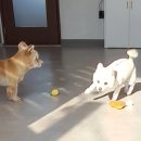 DOG 깨비 네이버블로그