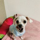 조선생 펫살롱 이미지