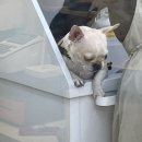 찌동찌동 이미지