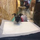 도그스푼 이미지