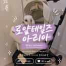 용구대로 | 펫막스에서 소형 강아지유모차 로얄테일즈 아리아 구매한 후기