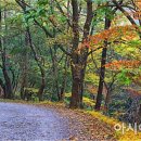 상무지구보행자도로 이미지