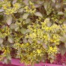 백중약국 이미지