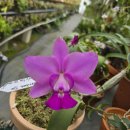 Cattleya walkeriana tipo (s/a 'T,S Boy'x tipo 'DF-Round') 이미지